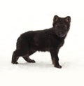 Black German Shepherd puppy standing in snow