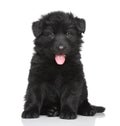 Black German shepherd puppy