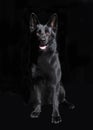 Black German Shepherd sitting