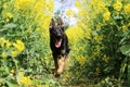 Black german shepherd walks through a blooming rape field