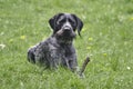 Black German Wirehaired Pointer Drahthaar Royalty Free Stock Photo