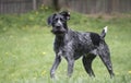 Black German Wirehaired Pointer Drahthaar