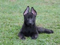 Black germanian shepherd photo