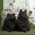 Black germans spitz sitting