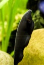 Black ghost knife fish, a popular aquarium pet from the amazon basin Royalty Free Stock Photo