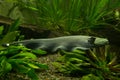 Black ghost knifefish Apteronotus albifrons. Royalty Free Stock Photo