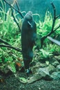 Black ghost knifefish in aquarium, Apteronotus albifrons Royalty Free Stock Photo