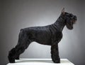 Black Giant Schnauzer dog Royalty Free Stock Photo