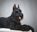 Black Giant Schnauzer dog Royalty Free Stock Photo