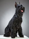 Black Giant Schnauzer dog Royalty Free Stock Photo