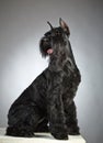 Black Giant Schnauzer dog Royalty Free Stock Photo