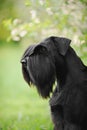 Black giant schnauzer dog
