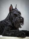 Black Giant Schnauzer dog Royalty Free Stock Photo