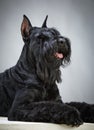 Black Giant Schnauzer dog Royalty Free Stock Photo