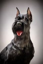 Black Giant Schnauzer dog Royalty Free Stock Photo