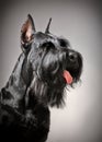 Black Giant Schnauzer dog