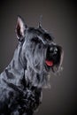 Black Giant Schnauzer dog Royalty Free Stock Photo