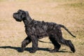 Black Giant Schnauzer or Riesenschnauzer dog outdoor.