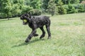 Black Giant Schnauzer or Riesenschnauzer dog outdoor