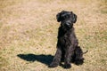 Black Giant Schnauzer or Riesenschnauzer dog outdoor