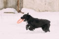 Black Giant Schnauzer Or Riesenschnauzer Dog Playing With Ring Outdoor