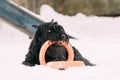 Black Giant Schnauzer Or Riesenschnauzer Dog Playing With Ring Outdoor In Snow