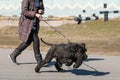 Black Giant Schnauzer Or Riesenschnauzer Dog Runs Outdoor