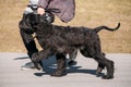 Black Giant Schnauzer Or Riesenschnauzer Dog Runs Outdoor