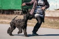 Black Giant Schnauzer Or Riesenschnauzer Dog Runs Outdoor