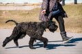 Black Giant Schnauzer Or Riesenschnauzer Dog Runs Outdoor