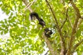 Black giant squirrel, Khaoyai National Park, Thailand