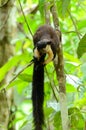 Black Giant Squirrel (Ratufa bicolor)