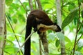 Black Giant Squirrel (Ratufa bicolor)