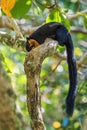 Black Giant Squirrel - Ratufa bicolor