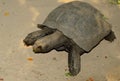 Black Giant Tortoise (Manouria emys phayrei)