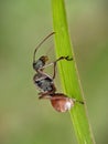 black giant warrior ant on a leaf Royalty Free Stock Photo
