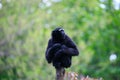 Black gibbon Royalty Free Stock Photo