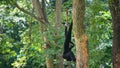 Black Gibbon climbing on a tree Royalty Free Stock Photo