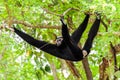 Black gibbon climbing tree Royalty Free Stock Photo