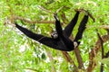 Black gibbon climbing tree