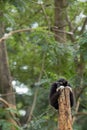 Black gibbon