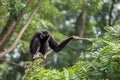 Black gibbon Royalty Free Stock Photo