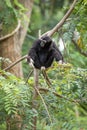 Black gibbon Royalty Free Stock Photo