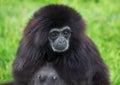 Black Gibbon looking sad Royalty Free Stock Photo