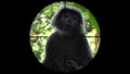 Black gibbon monkey seen in gun rifle scope. Wildlife hunting. Poaching endangered, vulnerable, and threatened animals