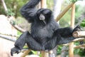 Black Gibbon Monkey in a Zoo Royalty Free Stock Photo