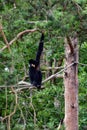 Gibbon in Zoo Royalty Free Stock Photo