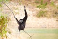 Black gibbon Royalty Free Stock Photo