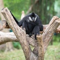 Black gibbon Royalty Free Stock Photo