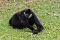 Black gibbons fighting Royalty Free Stock Photo